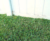 Grass Seed Mat a 69,99€